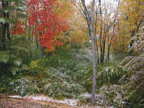 Click to enlarge: Snow-frosted autumnal trees