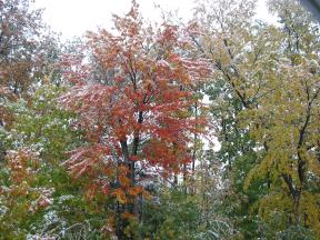 Click to enlarge: Snow-frosted autumnal trees