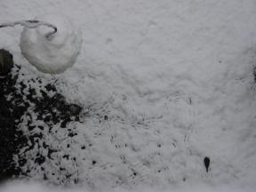 Click to enlarge: snow-covered bird feeder, bird tracks, bird